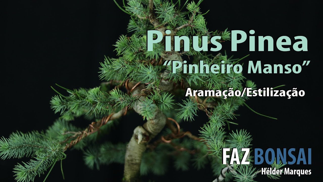 Pinus Pinea ( Pinheiro Manso) -  Aramação/Estilização