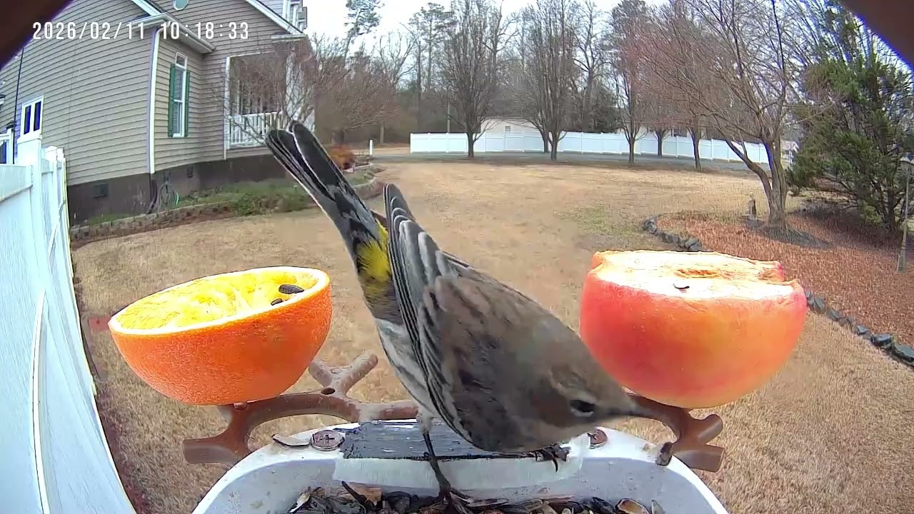 Action at the Feeder
