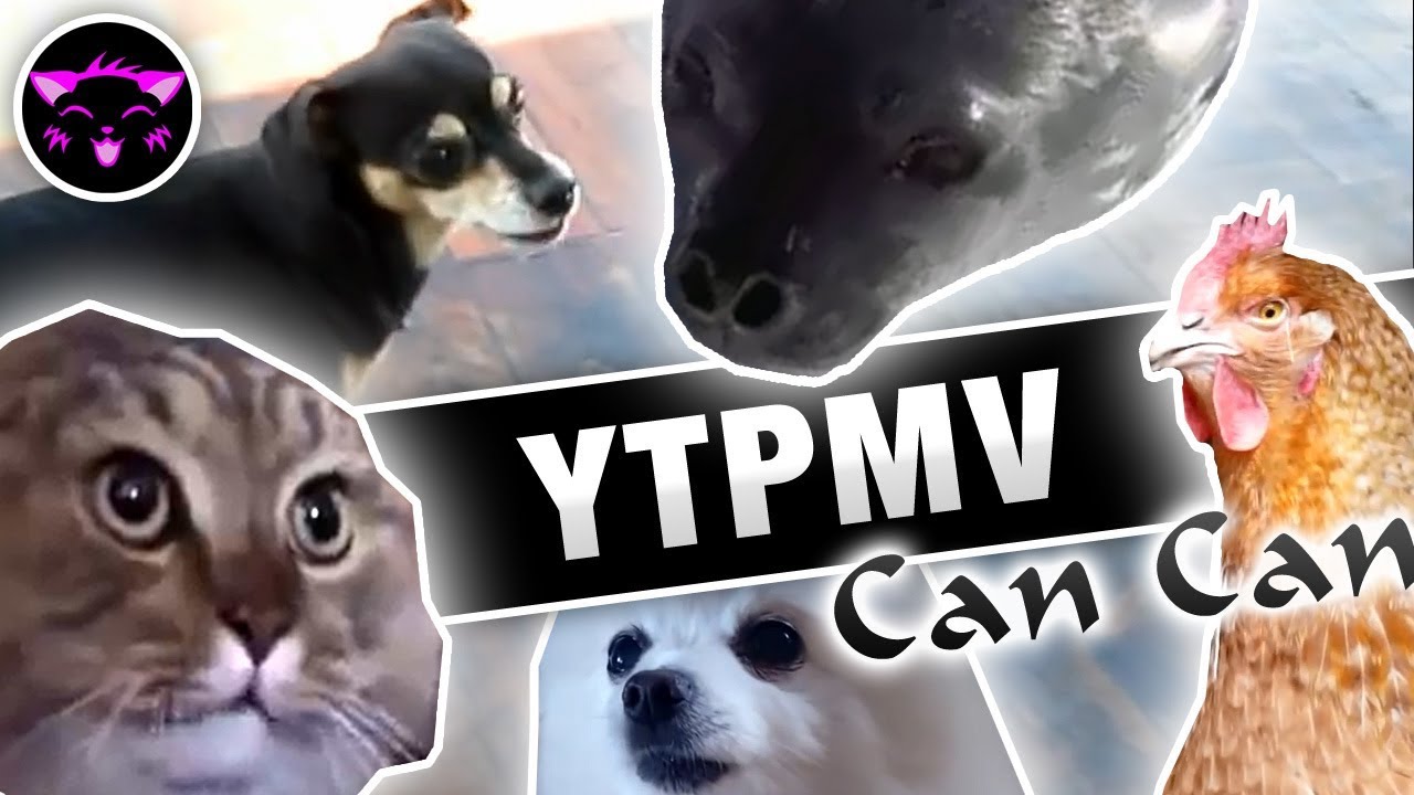 [YTPMV] - Can Can - Animals on Crack