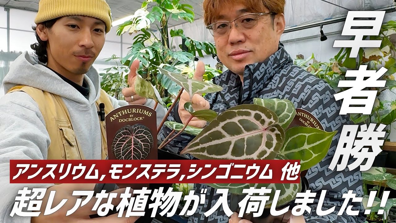 【超品出】今回も早い者勝ちなレア観葉植物,斑入種などが大量入荷しました!!