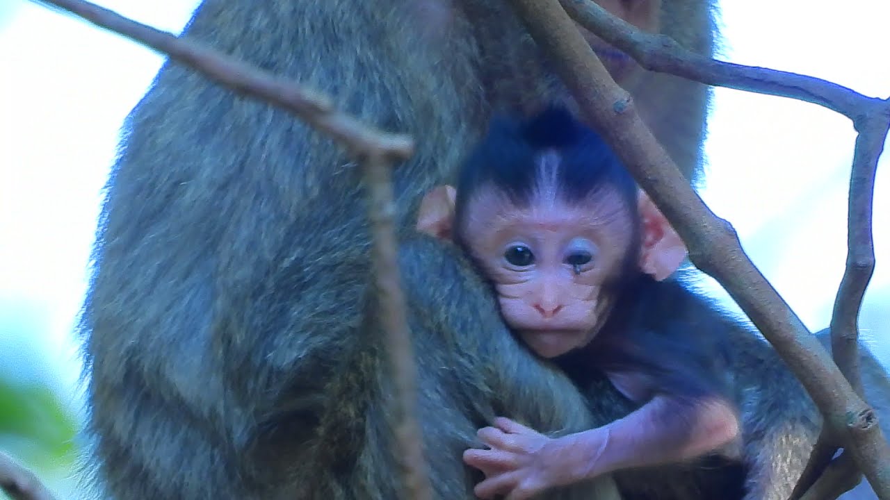 Sad monkey Marri with newborn baby always fear other monkeys and people