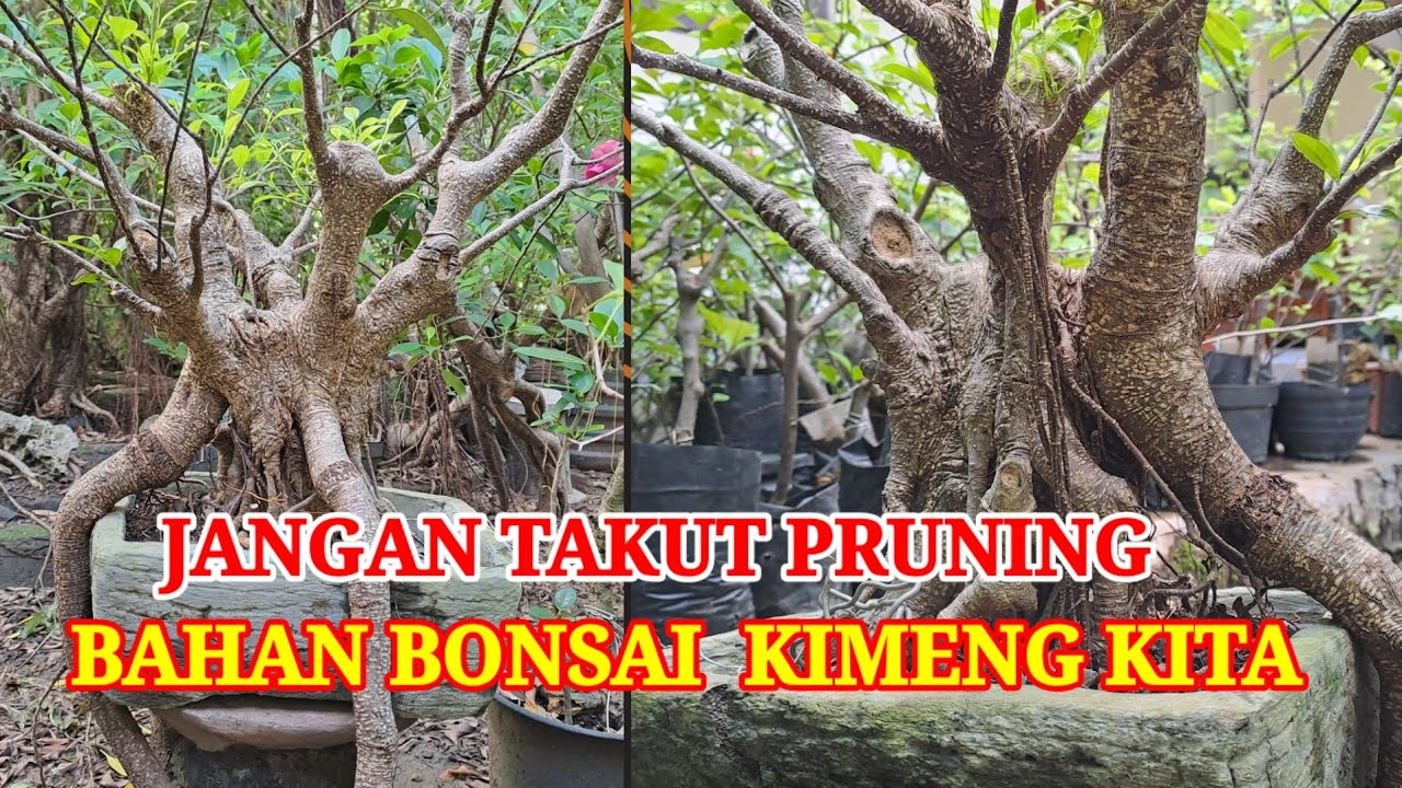 Kimeng Ficus Akhirnya beranikan diri untuk memotong bahan bonsaiku