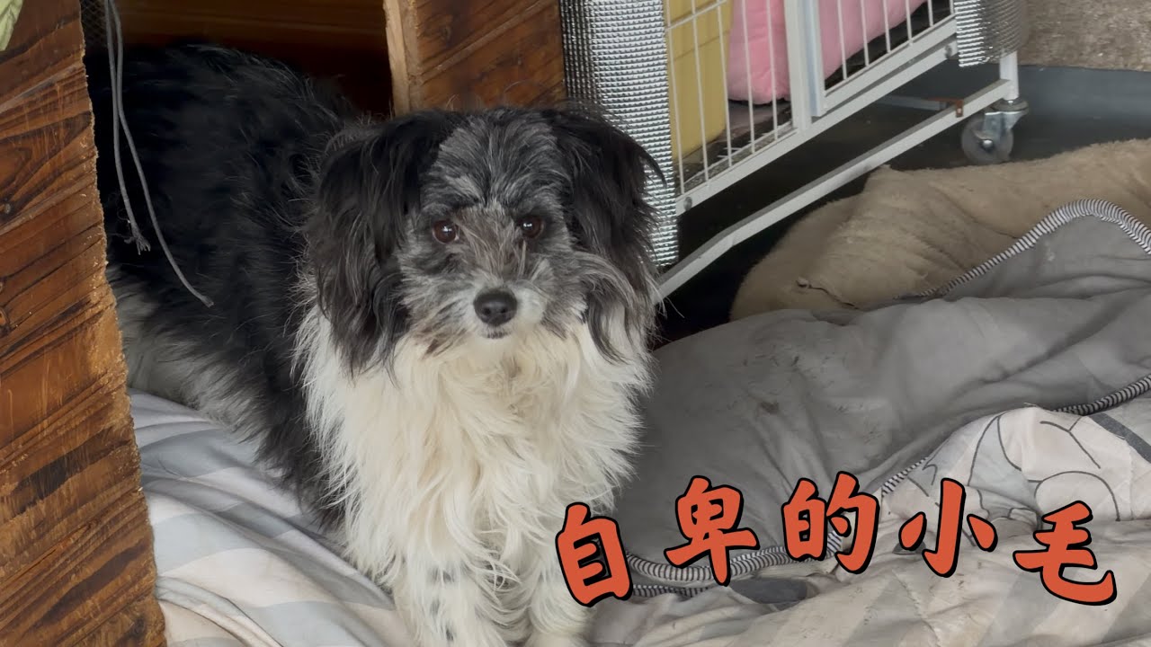 天气越来越热，小毛狗眼睛都快看不到了，给它修剪重见光明，这孩子真的太自卑了