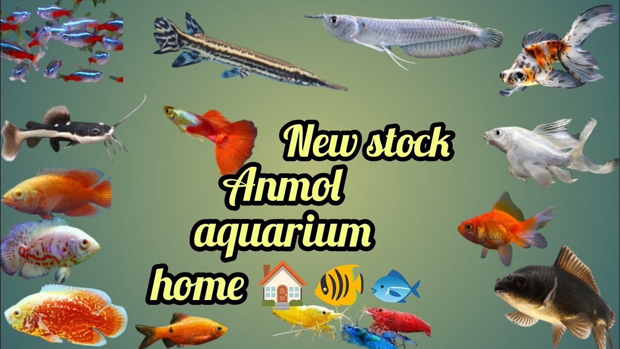 New stock /anmol aquarium home 🏠🐟🐠#exoticaquariumfish #fishaquarium #planetaquarium #fishtank 