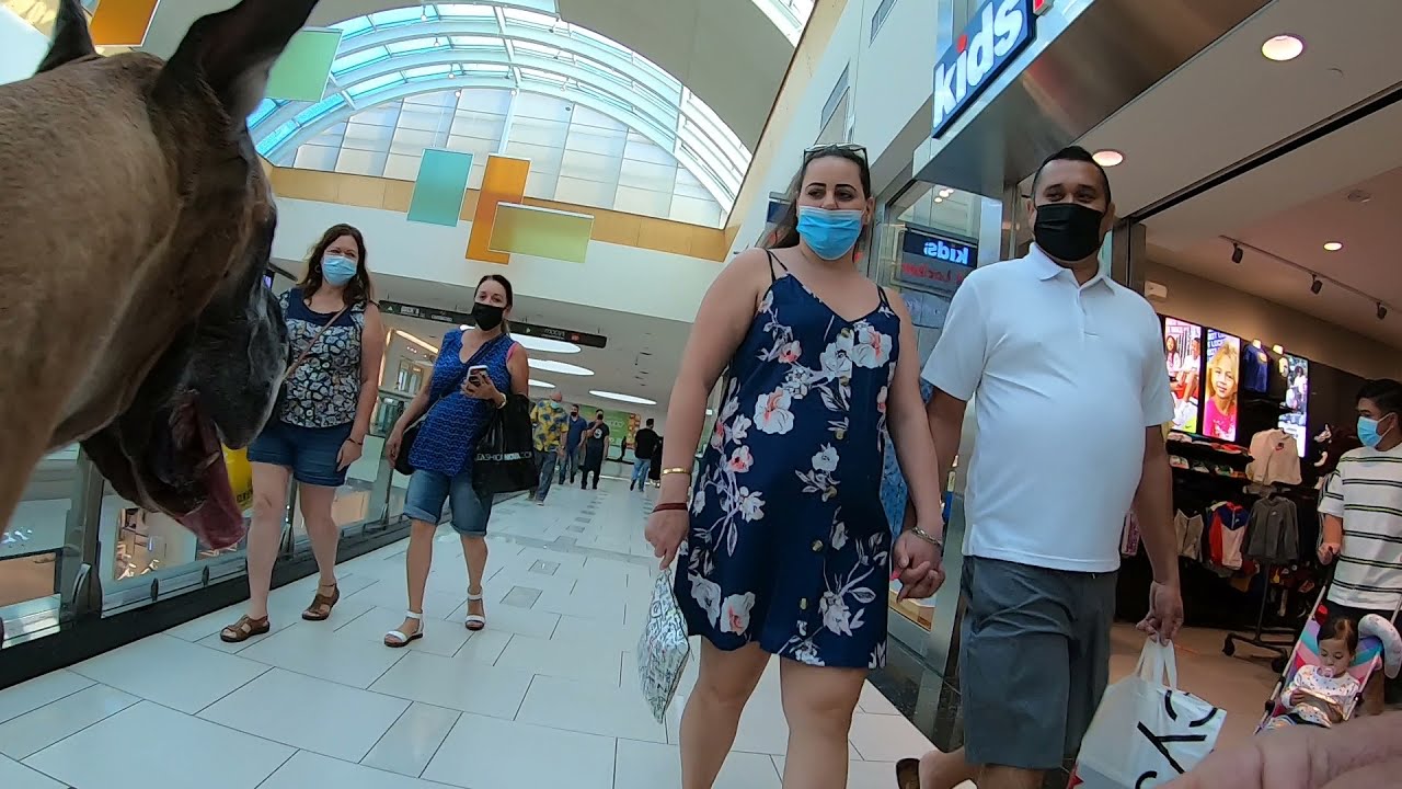 Cash 2.0 Great Dane visits an indoor shopping mall 5
