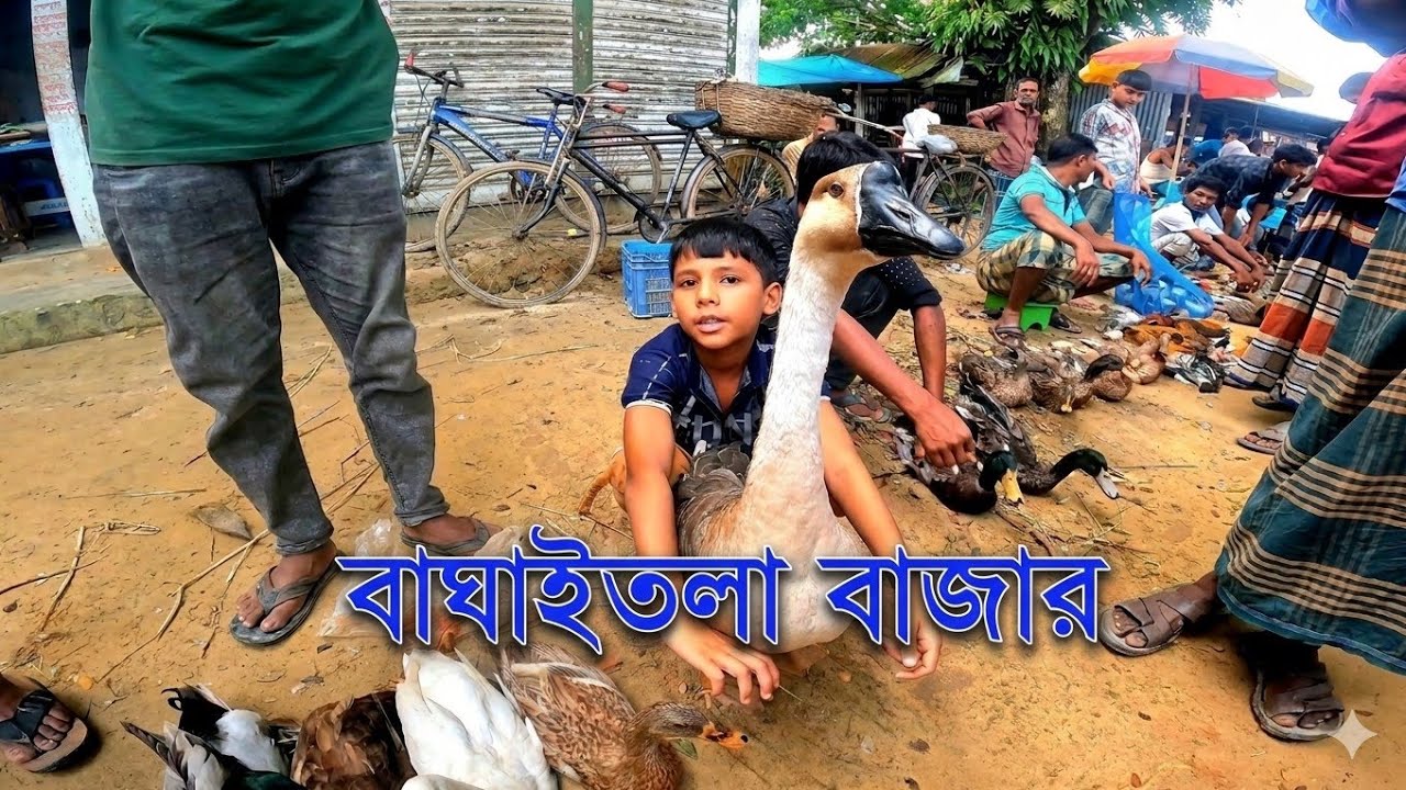 হালুয়াঘাটের গ্রামীণ হাট বাঘাইতলা বাজার || Baghaitala Bazar || Haluaghat Mymensingh ||
