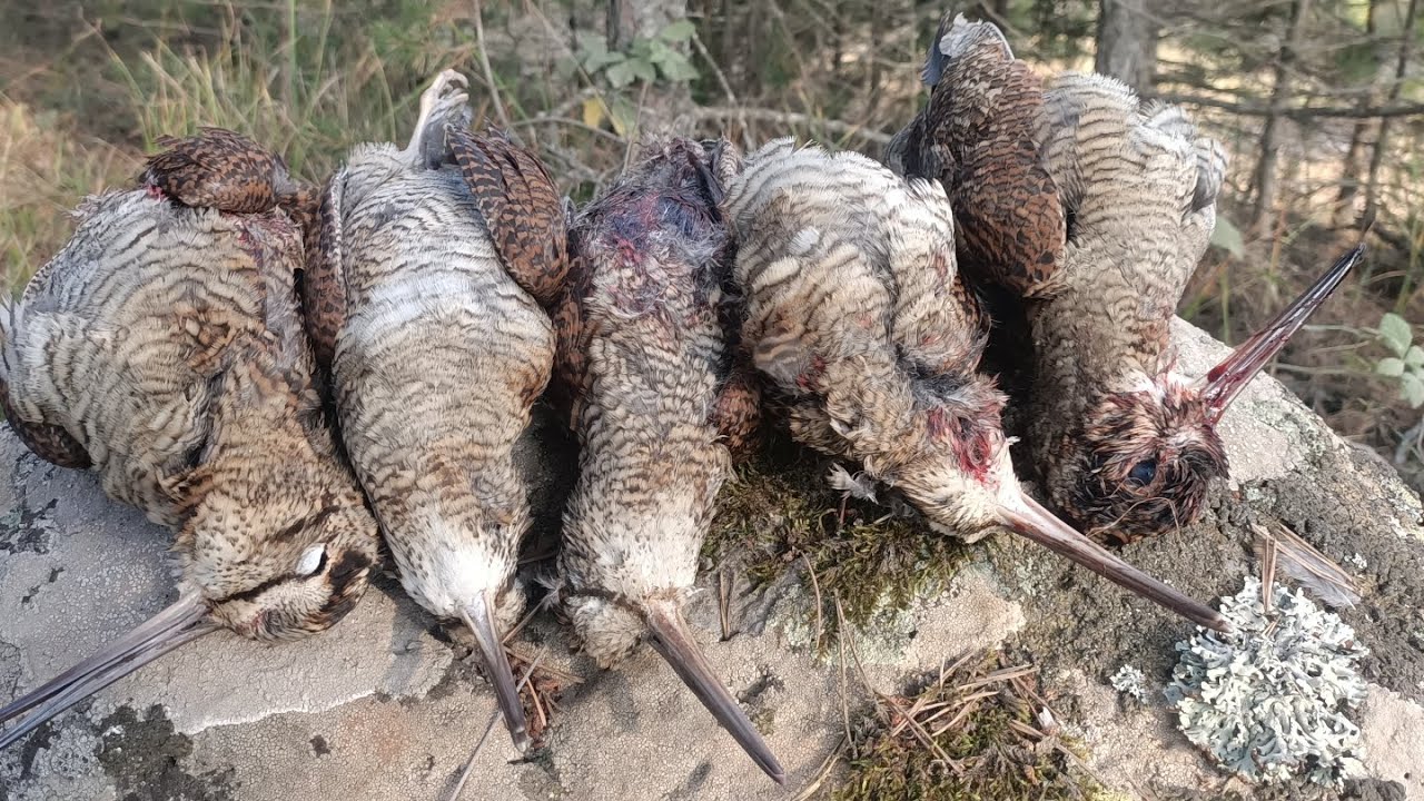 2025-2026 ORDU ÇULLUK AVI part 3 #çullukavı  #beccaccia #woodcock #вальдшнеп#Μπεκάτσα#türkiye