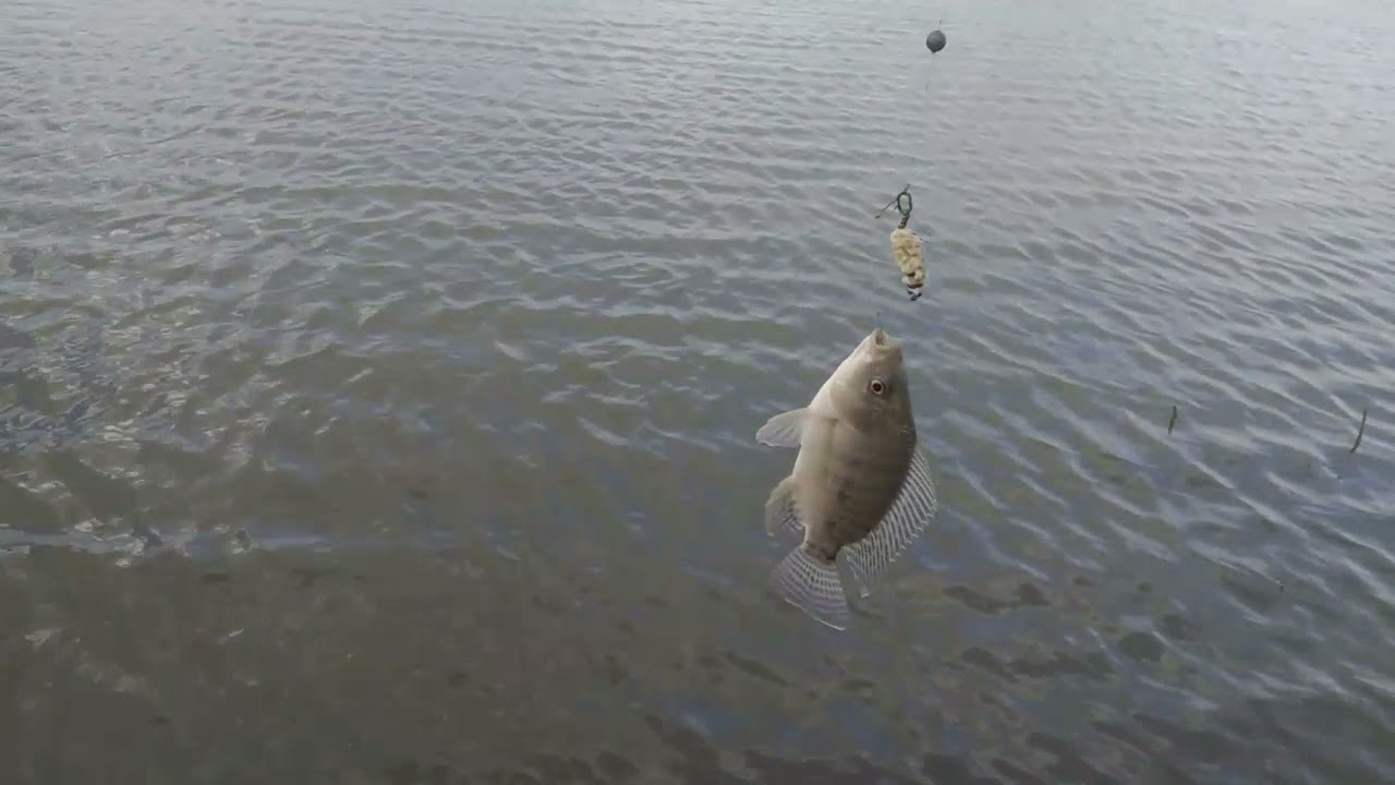 dica de pesca de tilápia no chuveirinho🎣🎣