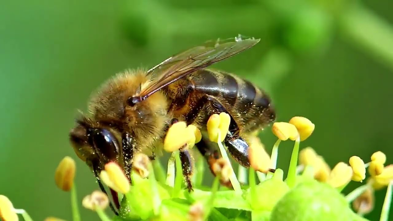 🍯 From Flower to Honey! How Bees Make Honey in the Hive