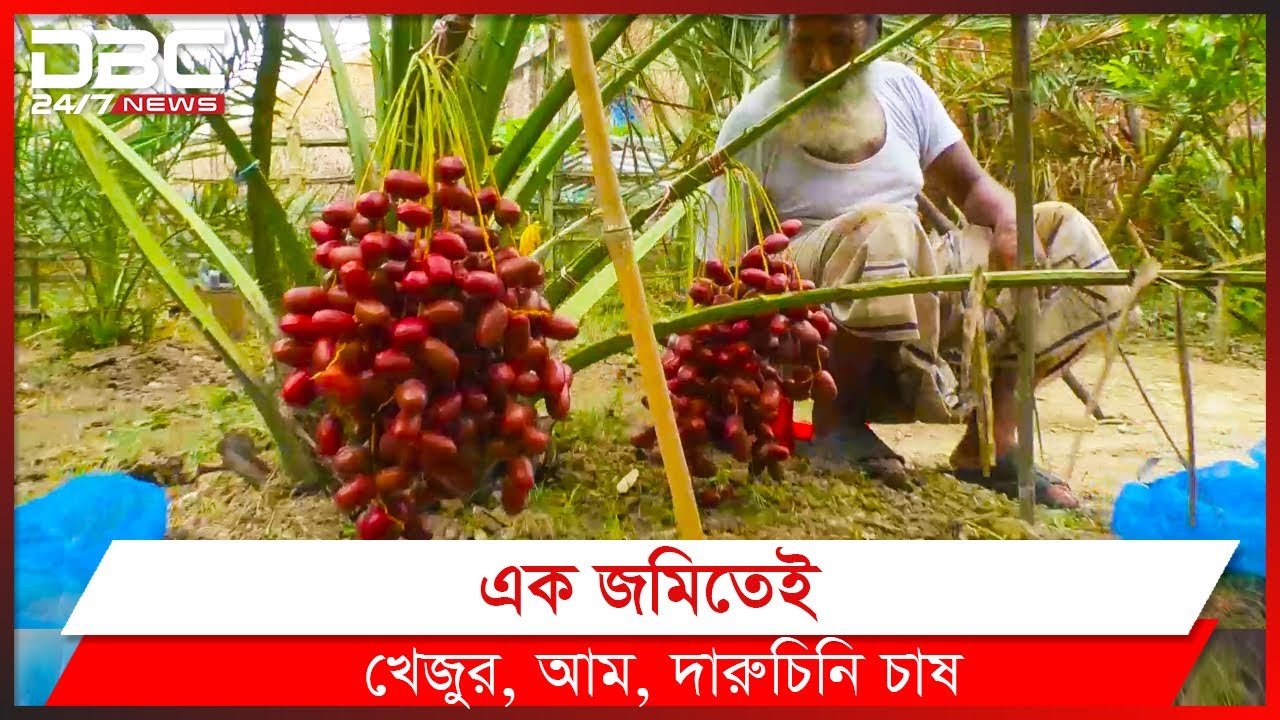 আজওয়া খেজুর এখন বগুড়ায় চাষ | DBC News Special
