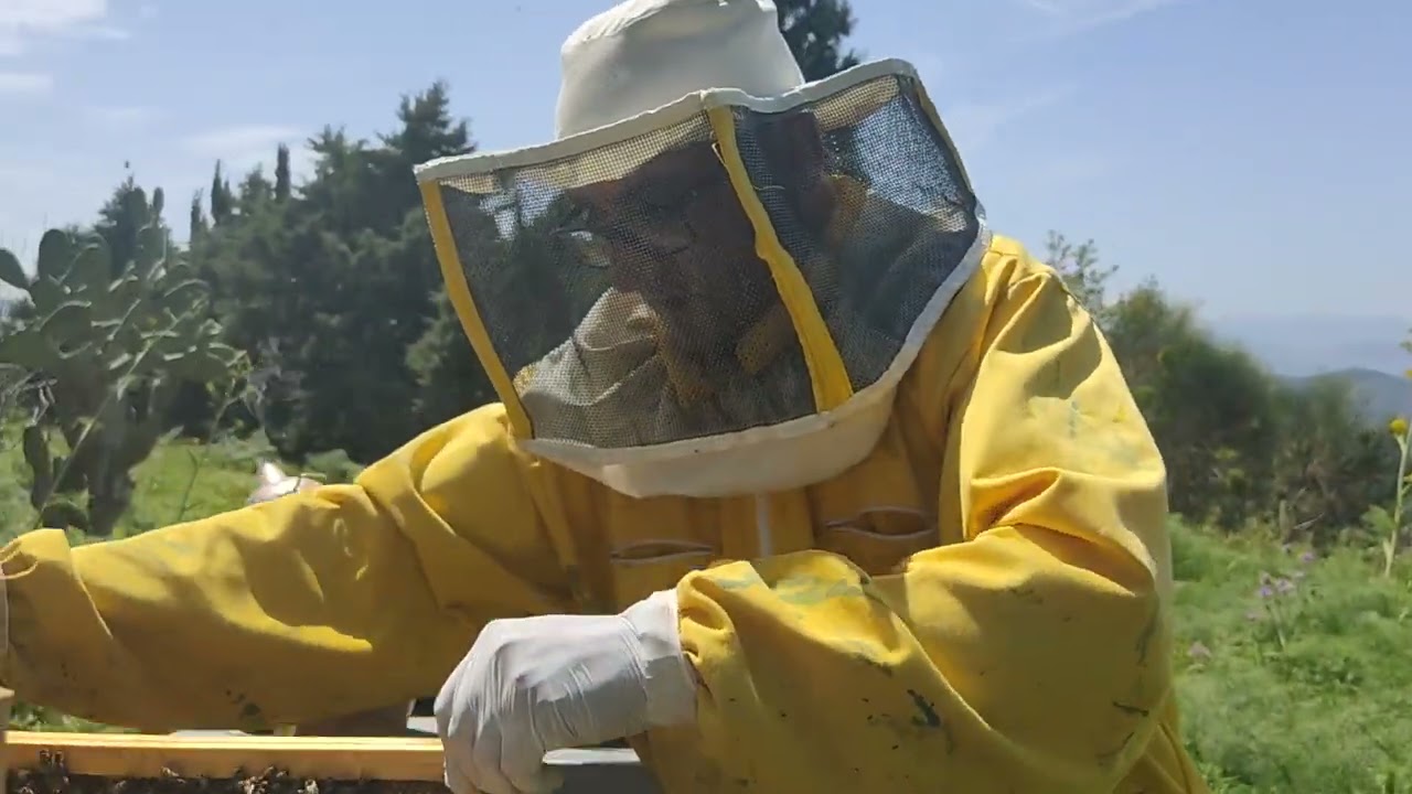 Risultato del recupero di un apiario pronto al collasso e operazioni apistiche di inizio primavera