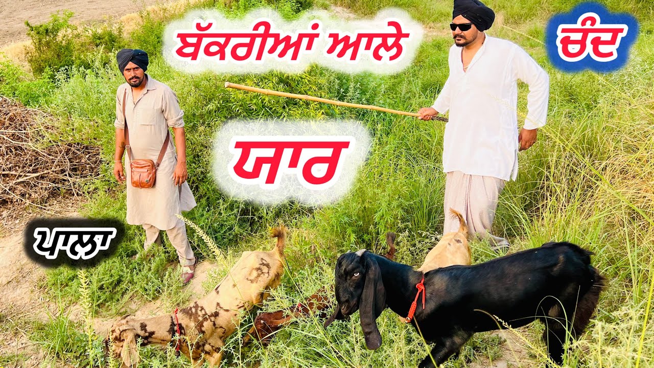 ਤੇਰਾ ਬੱਕਰੀਆਂ ਯਾਰੇ, ਤੇਰੇ ਕਿਵੇ ਘੱਟ ਜਾਣਗੇ ਮੁਟਿਆਰੇ .. //new video jatt babe bandra to //comedy video