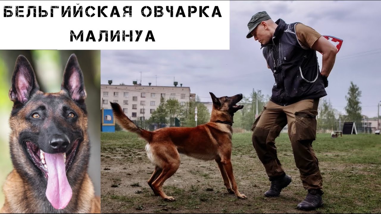 Малинуа: тест-драйв бельгийской овчарки.