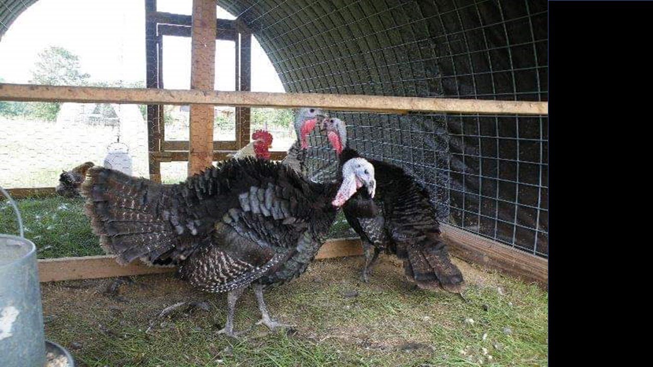 What is the Difference Between Broad-Breasted and Heritage Turkeys?