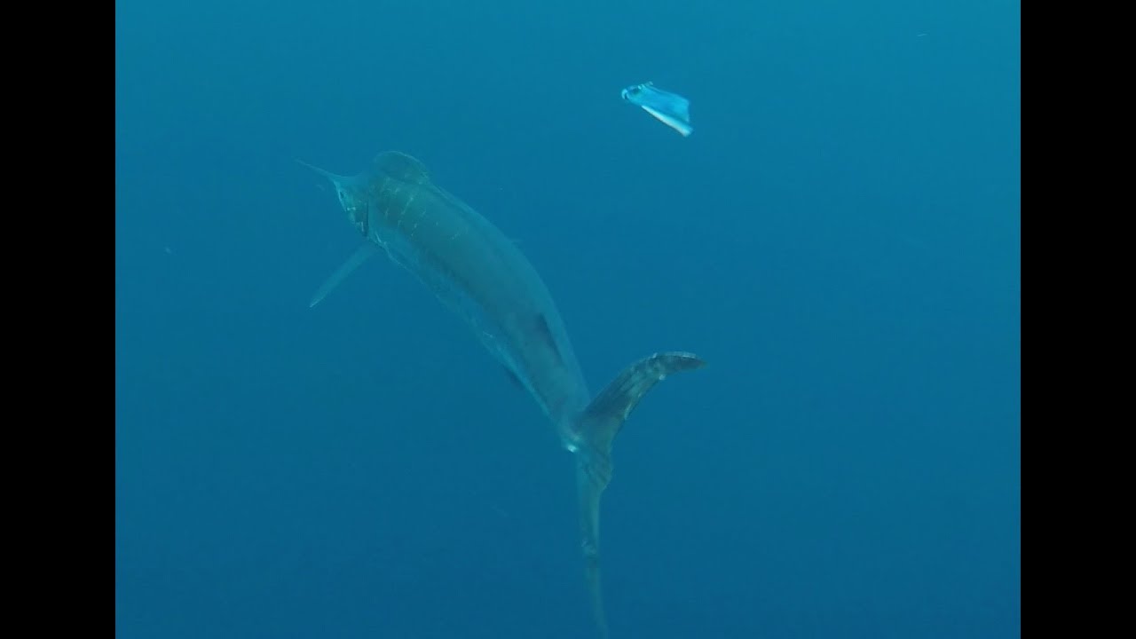 Talkin Trash Sportfishing Offshore Blue Marlin Yellowfin Tuna 2018
