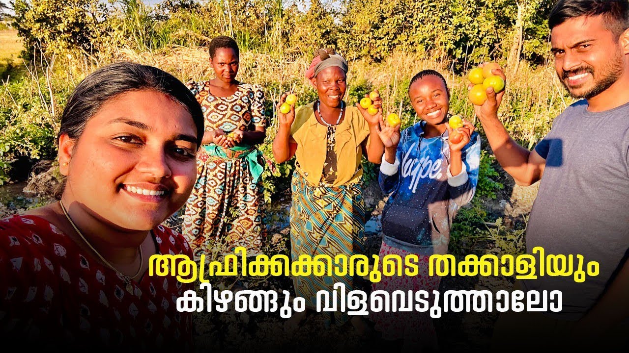 ആഫ്രിക്കക്കാരുടെ തക്കാളിയും കിഴങ്ങും വിളവെടുത്താലോ🍅🥚🥚🍅