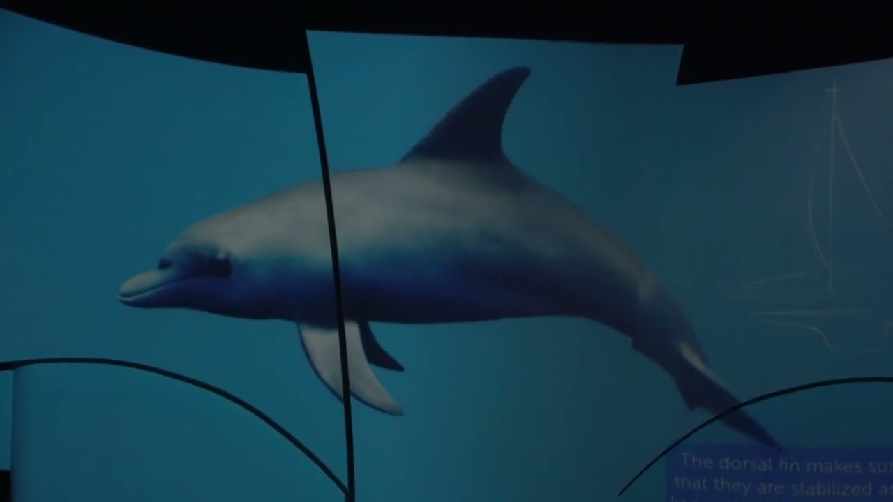 4K Oceanica Dolfijnenshow Dolfinarium Harderwijk