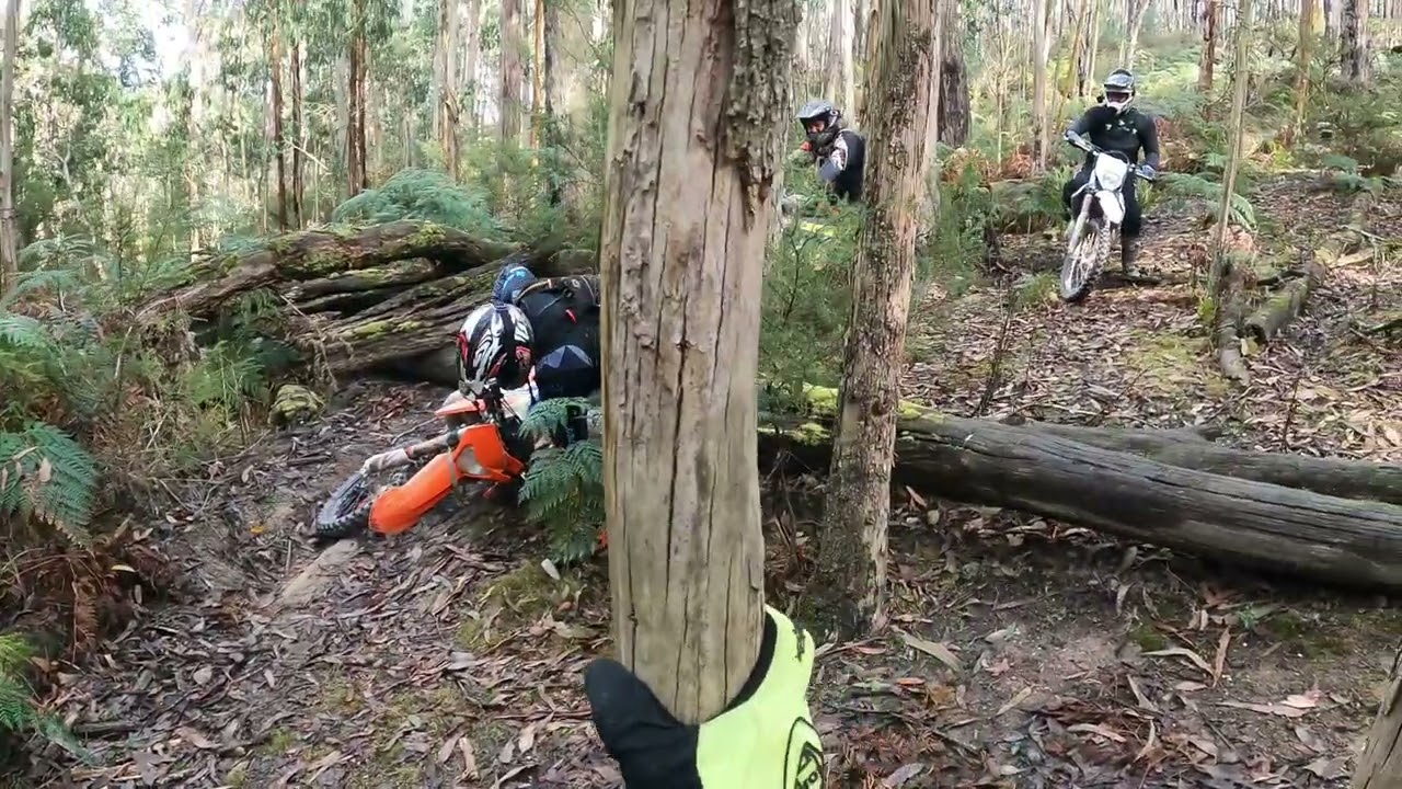 Wombat Forest