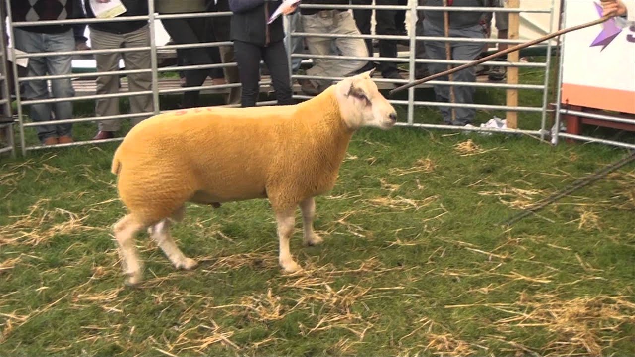 Longtown Mart @ Kelso Ram Sales (selling McAllister Livestock Rams)