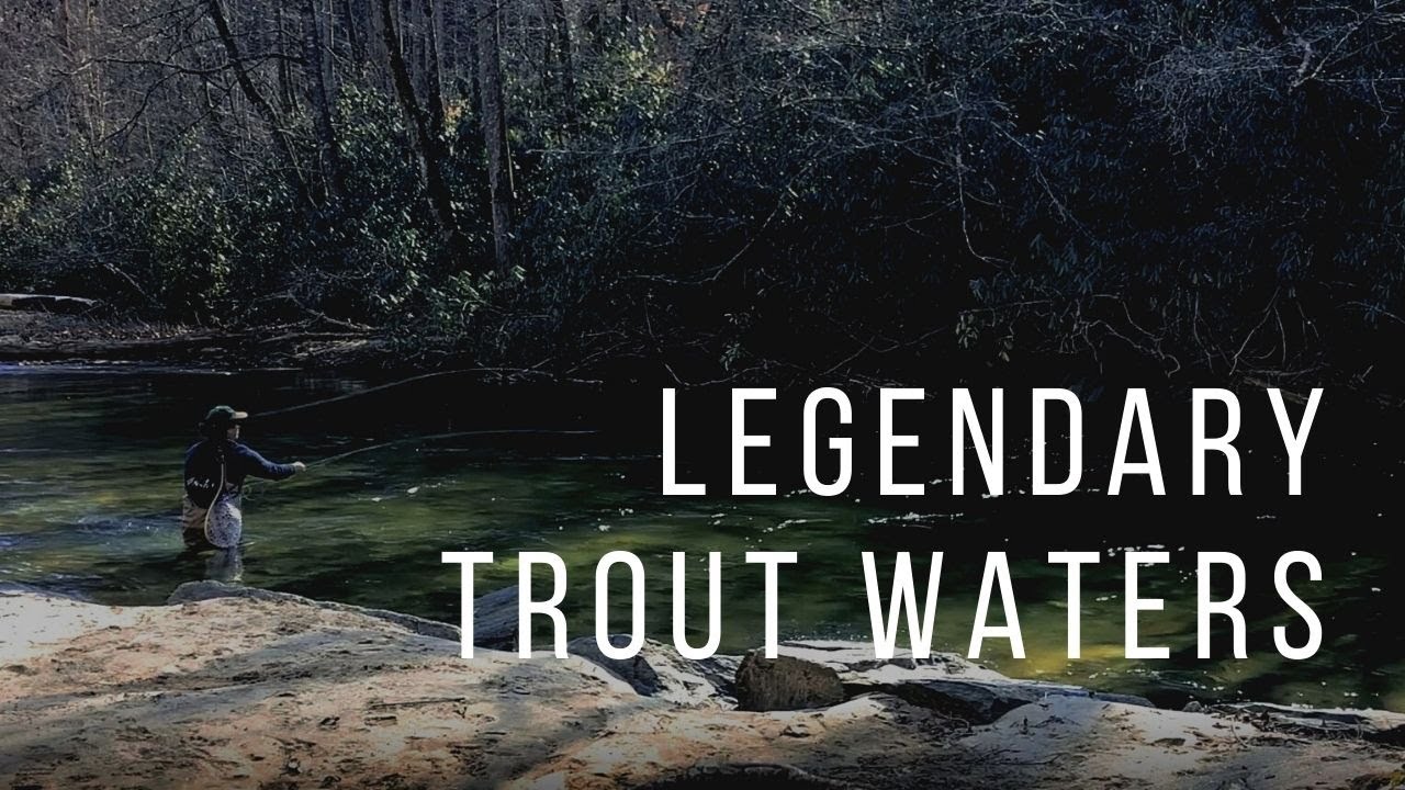Davidson River Fishing Adventure | Brown Trout on the Fly on the Davidson River, NC