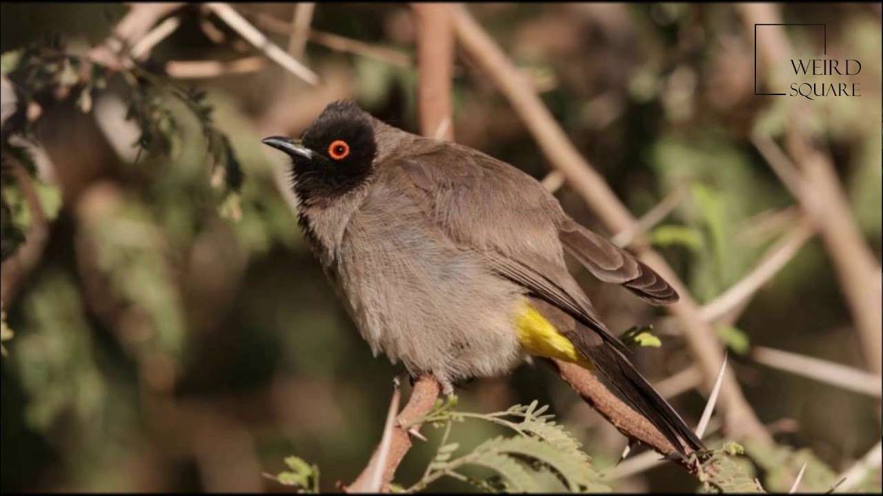Interesting facts about black fronted bulbul by weird square