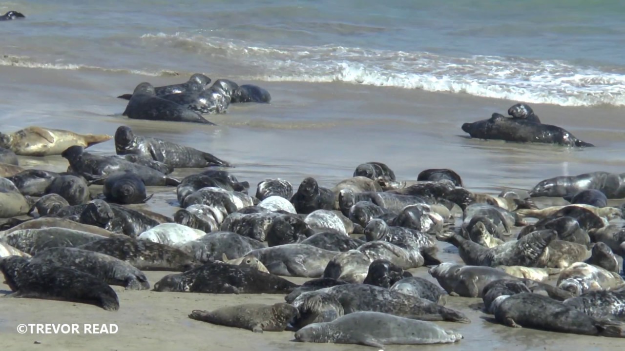 Great Blasket Island- Seals
