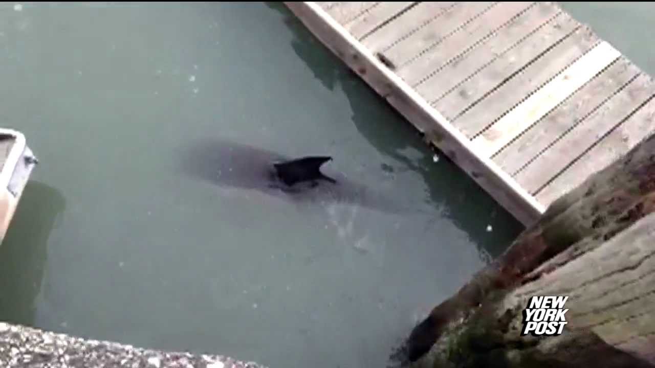 Dolphin stuck in toxic Gowanus Canal - New York Post