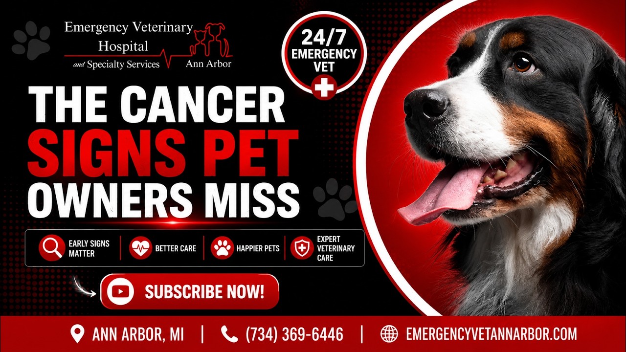 What Every Pet Owner Must Know About Oncology Care