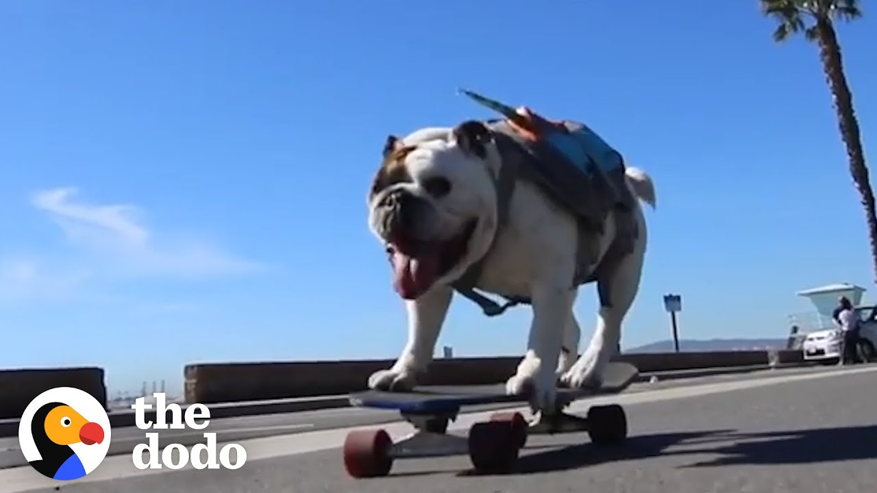 English Bulldog Can Skate Better Than You | The Dodo