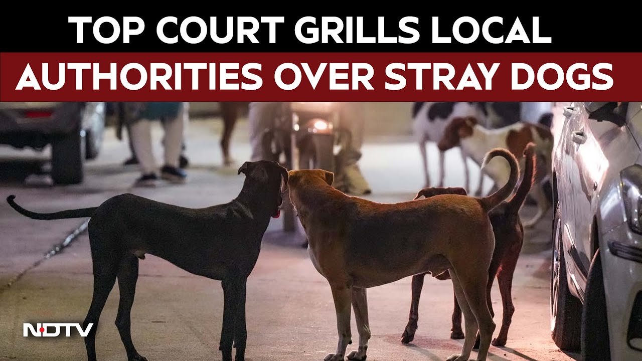 Stray Dog | 