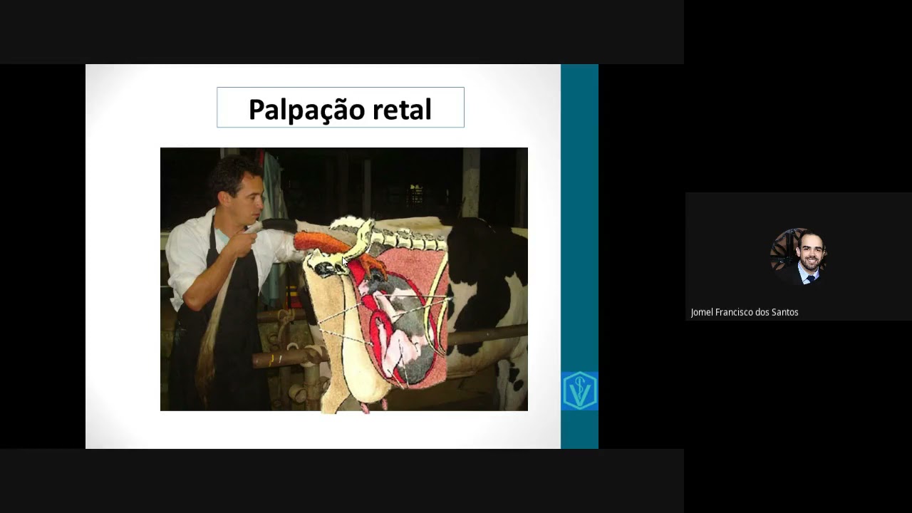 Exame físico dos ruminantes - Palpação #semiologia #medicinaveterinária