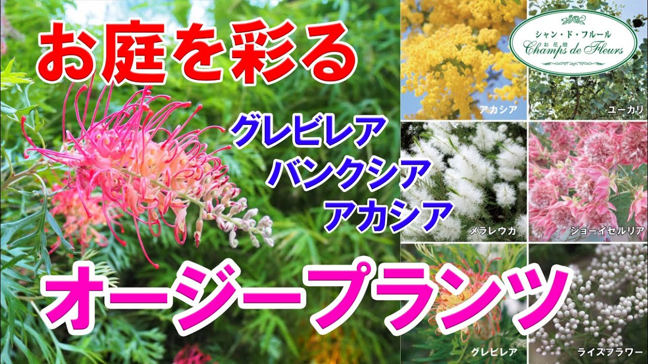 【お庭を彩る】グレビレア・バンクシア・アカシアなど【オージープランツ】
