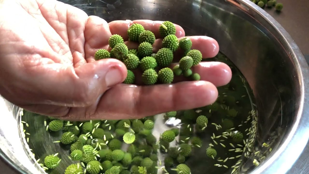 Processing Haole Koa Buds