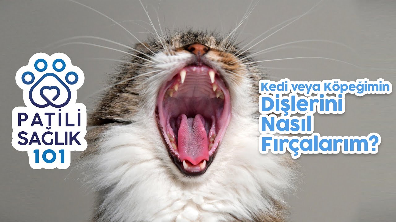 Kedi veya Köpeğimin Dişlerini Nasıl Fırçalarım? / Patili Sağlık 101