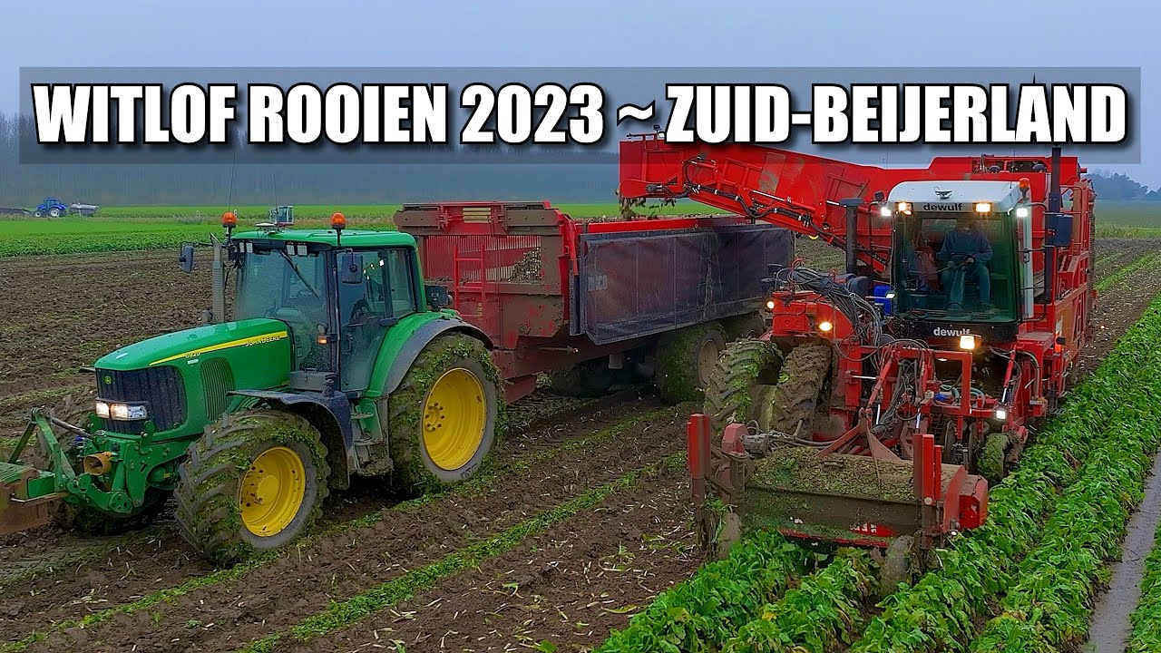 Witlof Rooien 2023 Zuid-Beijerland ~ Dewulf RBPA3060