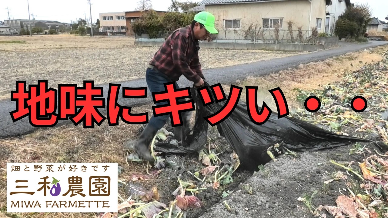 ブロッコリー撤去が想像以上にキツい…マルチ剥がしは農家の苦行です（2026.2.28）