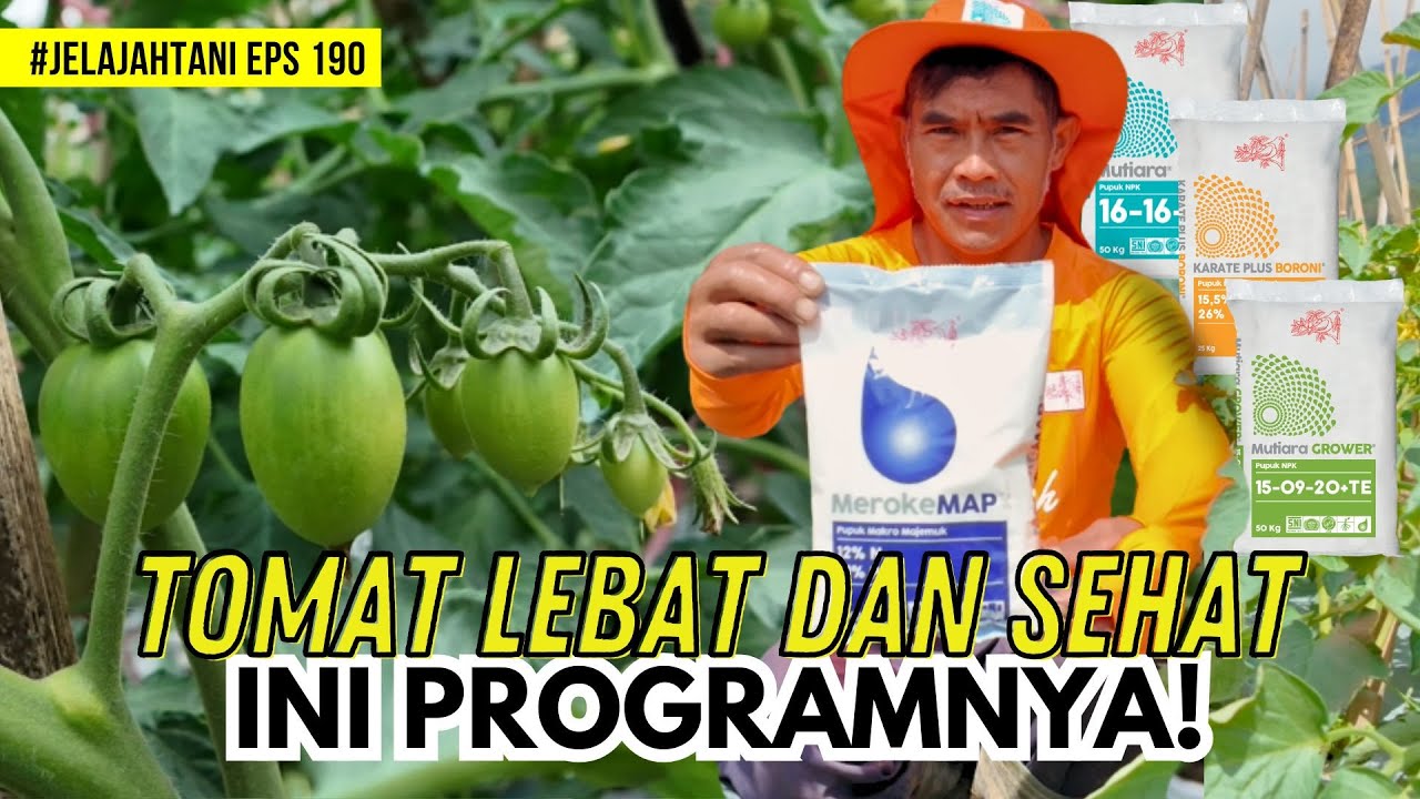 Pemupukan Tomat Yang Dilakukan Untuk Melebatkan Dan Menyehatkan Buah | JelajahTani #190