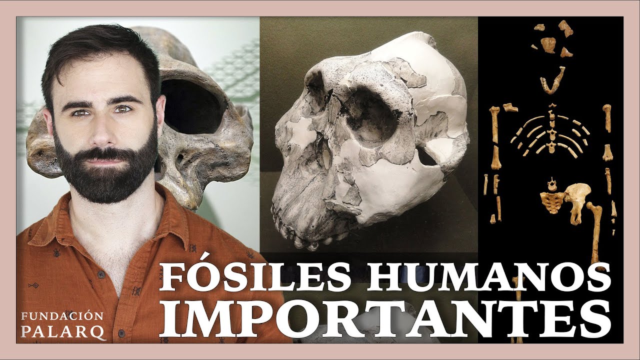Principales fósiles de la Paleontología Humana