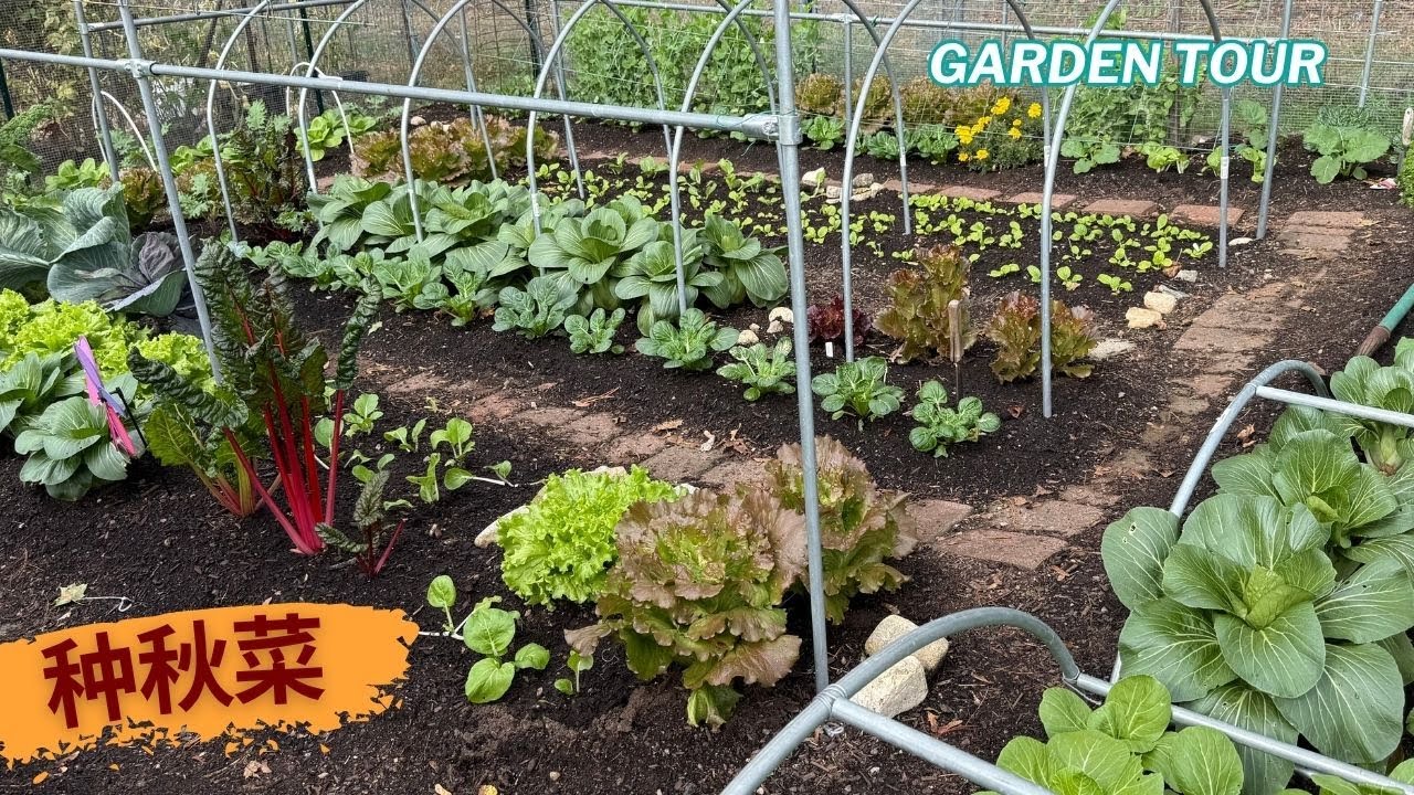 怎样种好秋菜？10月菜园巡游＋种植经验分享｜October 2025 Garden Tour