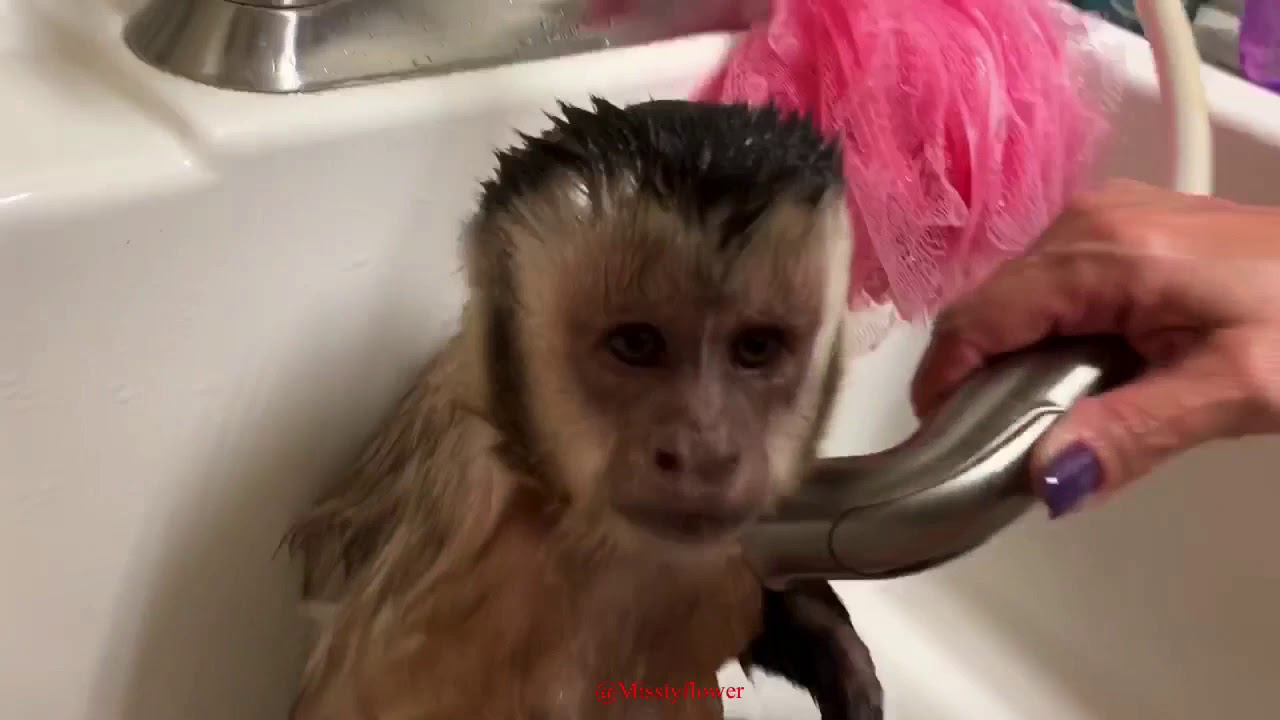 Monkey Angelika taking he daily 🛀🏻 bath 🐒❤️