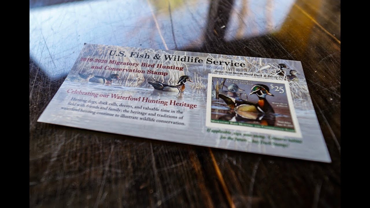 I BOUGHT 100 DUCK STAMPS!! NEW CONSERVATION INITIATIVE