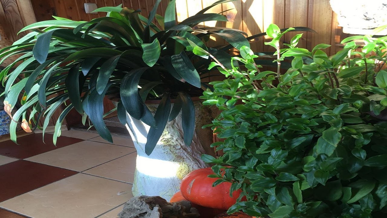 СОВМЕСТИМОСТЬ РАСТЕНИЙ В ОДНОМ ГОРШКЕ.  ВАЖНО ПРИМЕНЯТЬ ЭТИ ФАКТОРЫ!