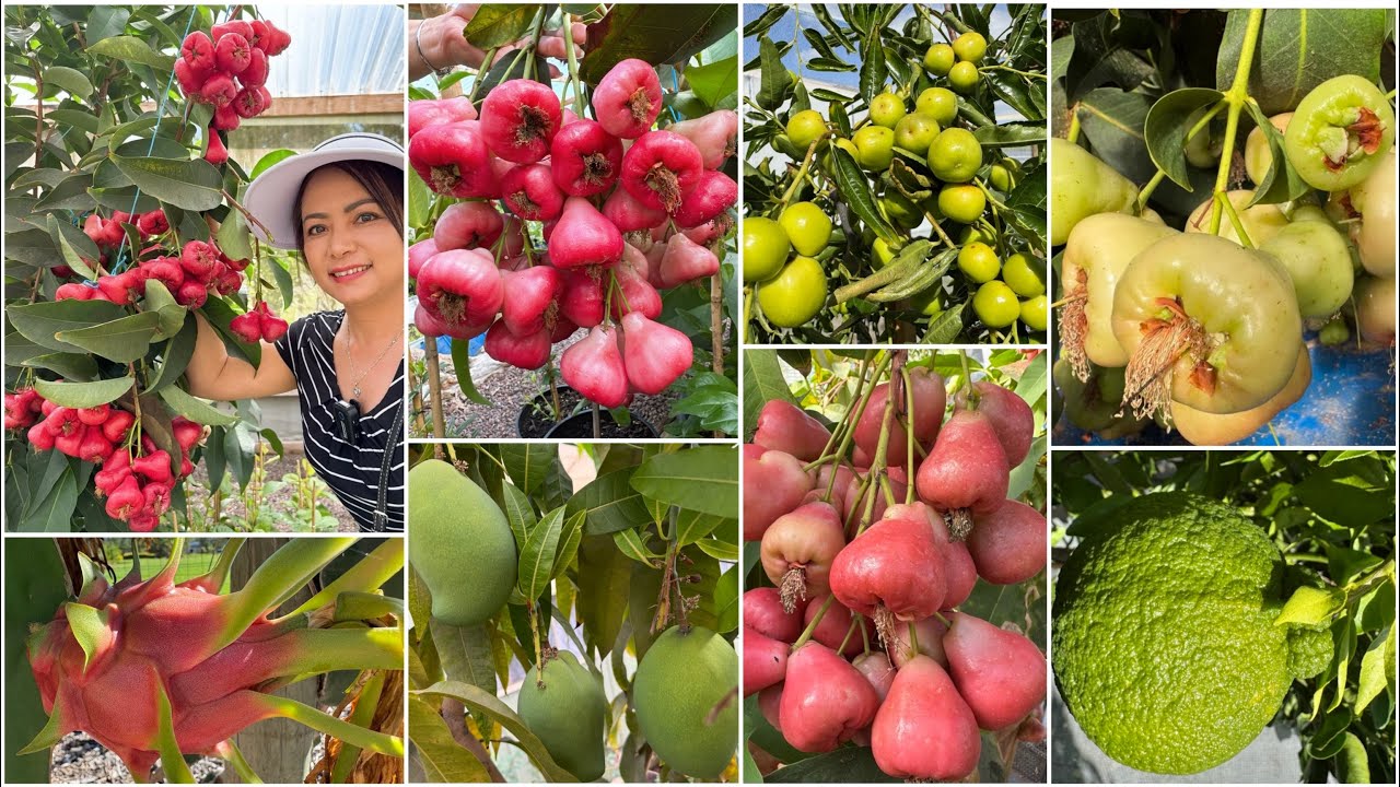 Trở lại vườn cây giống của anh Đức. Anh chia sẻ cách trồng và chăm sóc cây mận ở xứ lạnh.