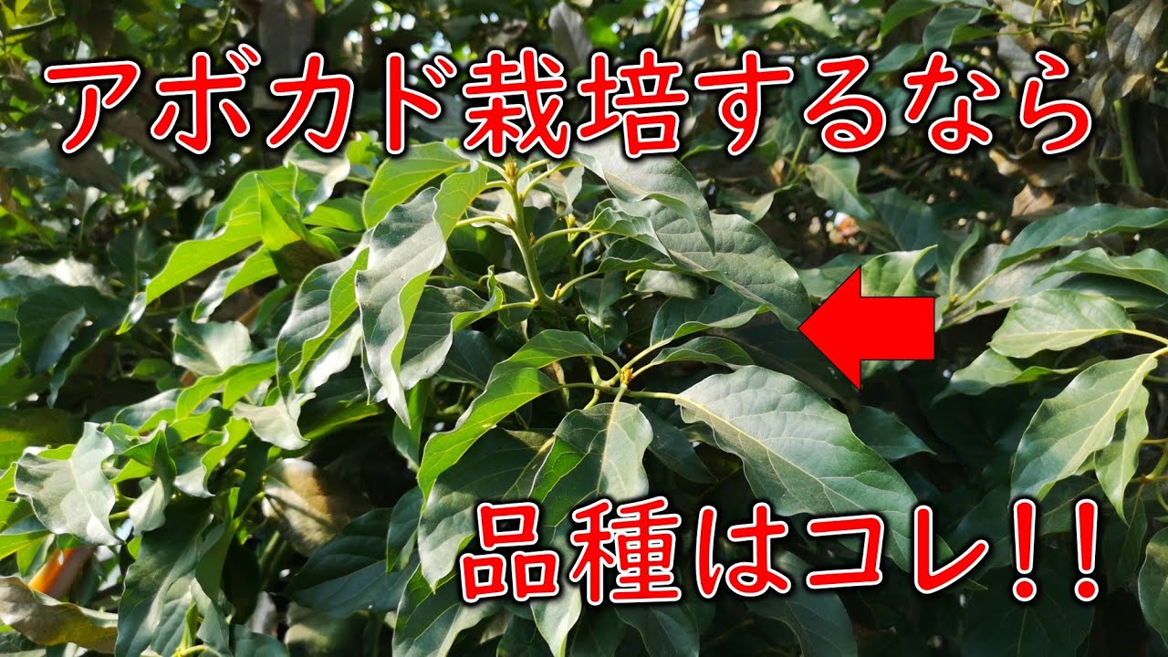 【アボカド栽培】アボカド栽培するなら品種は〇〇〇〇〇〇一択！！（冬に氷点下になる地域のお話し）