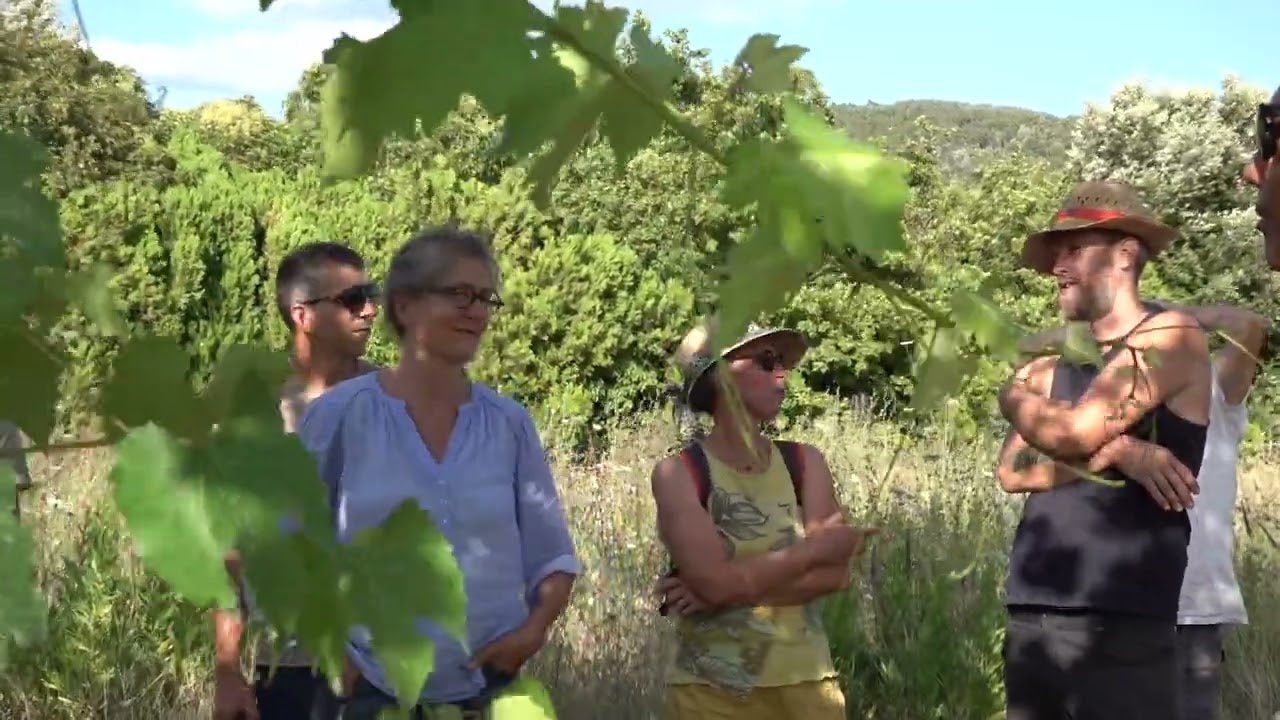 Vignes mariées aux érables champêtres chez Arnaldo Rossi