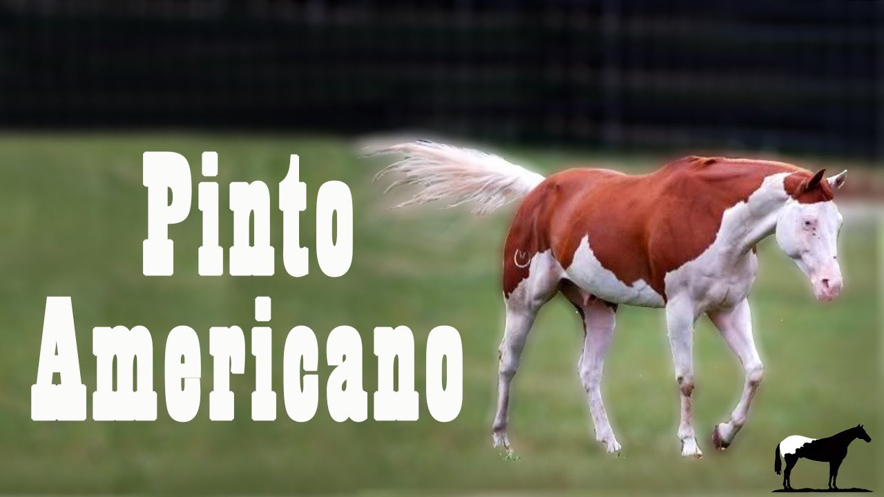 Caballo Pinto Americano 