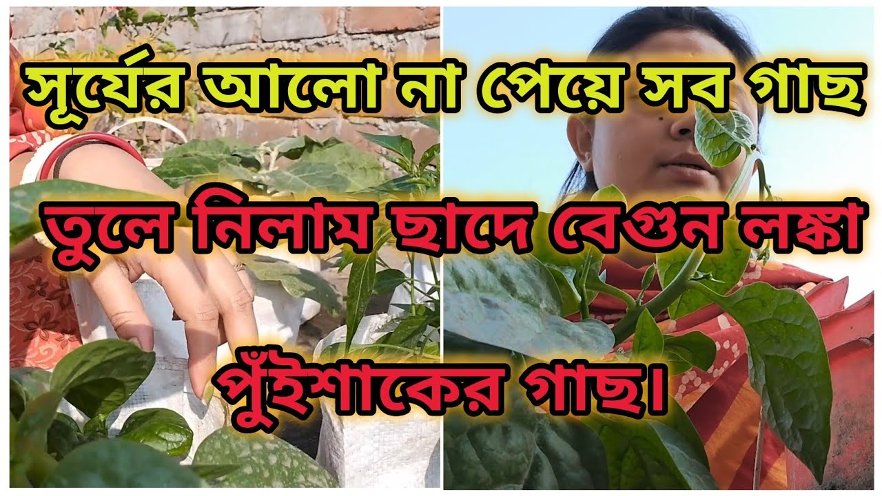 ব্যালকনি থেকে ছাদে গাছ শিফট 🌱 সূর্যের আলো না পেলে ফলন হয় না | Brinjal Chilli Pui Plant Care 