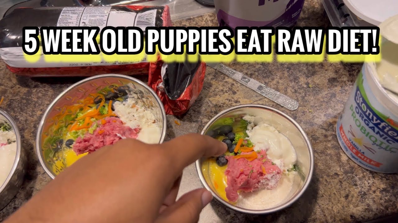 FIRST TIME EATING RAW DIET | How I Feed My 5 Week Old Exotic Bullys | American Bully