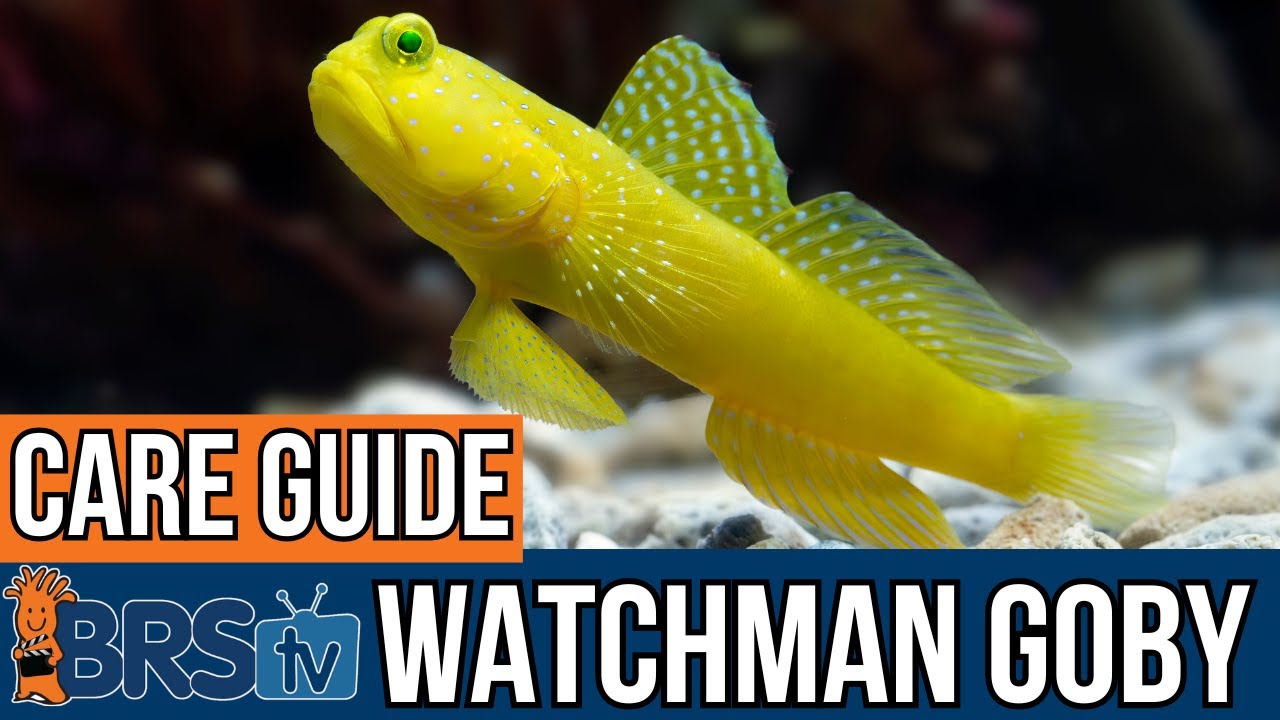 The Basics of Watchman Goby Care!
