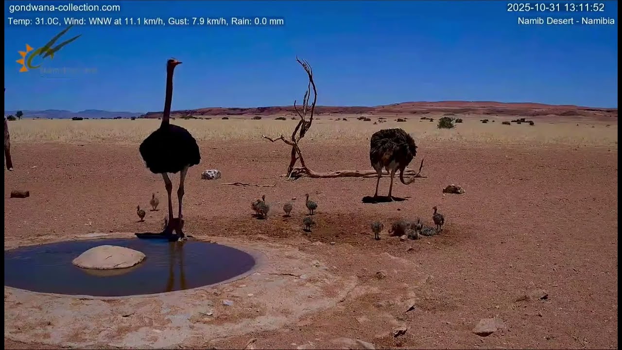 19 Tiny Ostrich Chicks Beat the Desert Heat! 🐣💦 | NamibiaCam Wildlife Moments